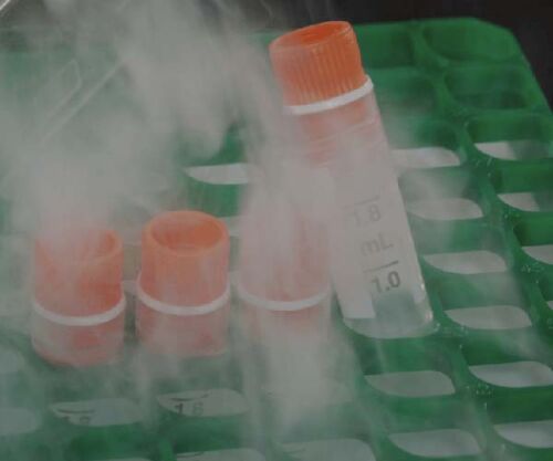 Liquid Nitrogen Cryotube Labels