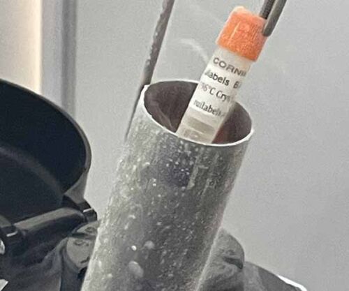 Cryogenic Labels (-196°C)